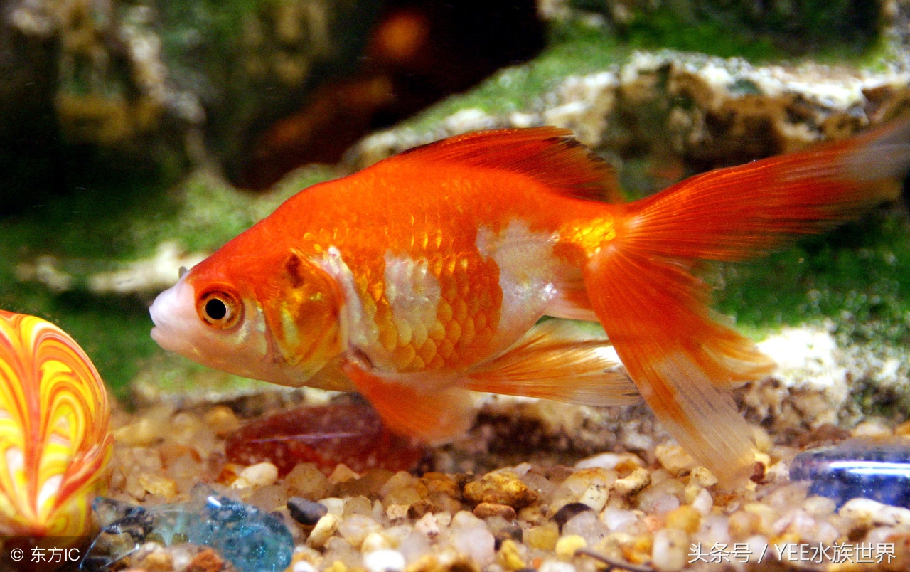 防治鱼病的合理用药与安全用药,防治鱼病的最佳方法