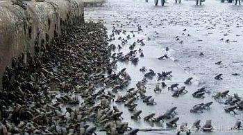 千万别“吃藕”丑，别跟我谈物种泛滥，在哥眼中你只是道菜！