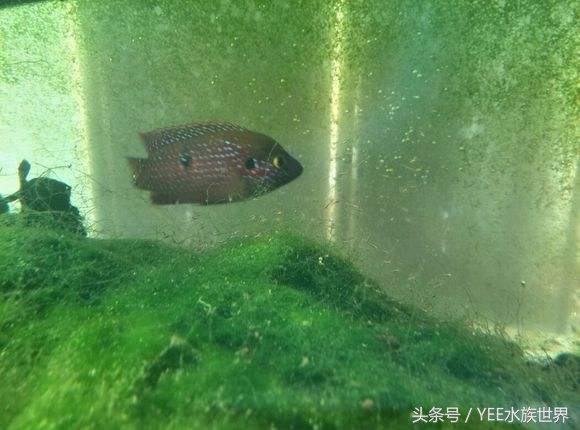 防治鱼病的合理用药与安全用药,防治鱼病的最佳方法