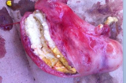 仔猪水样腹泻最快解决方法,仔猪大肠杆菌腹泻怎么治疗