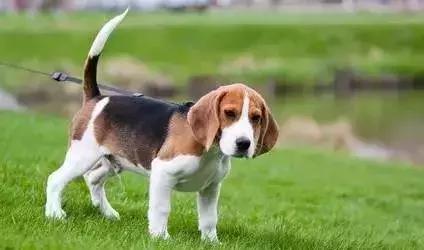 狗年了你知道狗的种类有哪些吗,忠诚的十种狗品种名字及图片