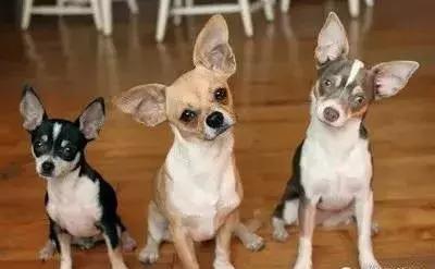 狗年了你知道狗的种类有哪些吗,忠诚的十种狗品种名字及图片