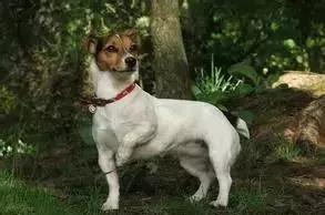 狗年了你知道狗的种类有哪些吗,忠诚的十种狗品种名字及图片