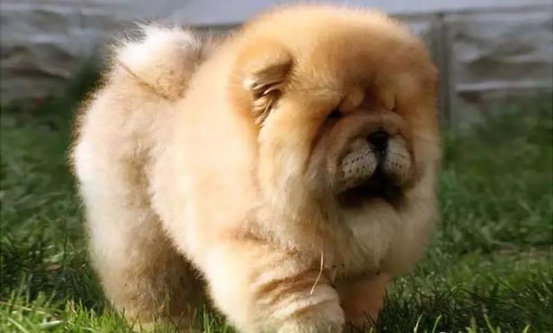 狗年了你知道狗的种类有哪些吗,忠诚的十种狗品种名字及图片