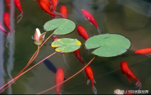 防治鱼病的合理用药与安全用药,防治鱼病的最佳方法