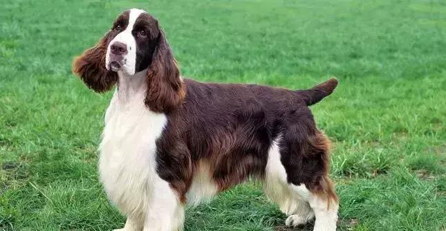 狗年了你知道狗的种类有哪些吗,忠诚的十种狗品种名字及图片