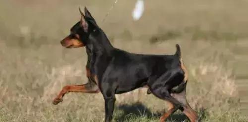 狗年了你知道狗的种类有哪些吗,忠诚的十种狗品种名字及图片