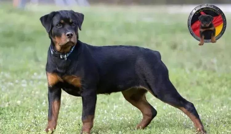 狗年了你知道狗的种类有哪些吗,忠诚的十种狗品种名字及图片