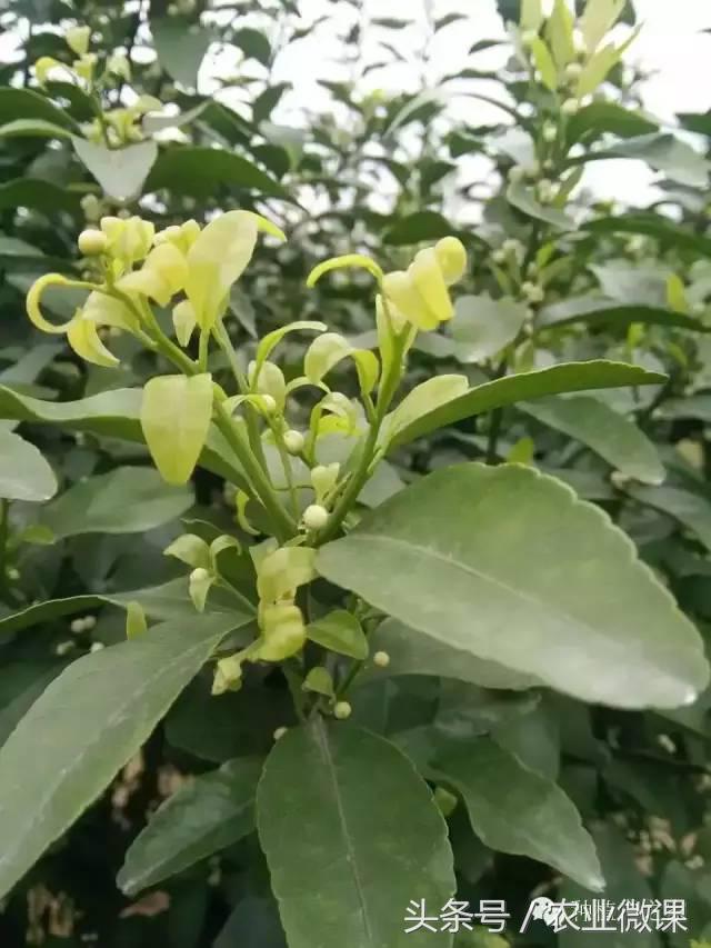 沙糖桔卷叶病症状图,沙糖桔病的症状