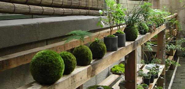 苔藓球植物养殖方法,苔藓球种植方法视频