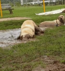 回到城市的狗子,回去过年的狗子