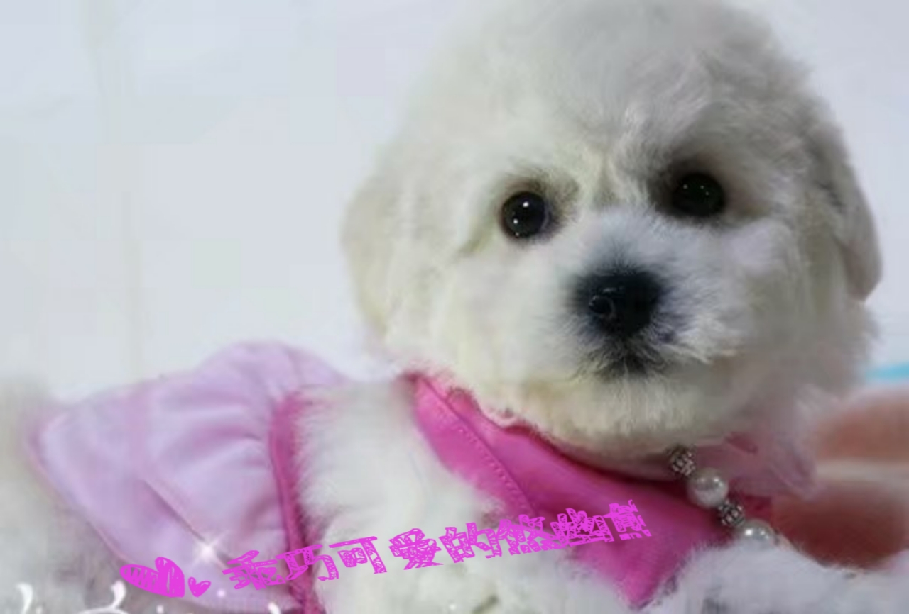 狗狗生宝宝要关注些什么,狗狗生宝宝时要关注什么