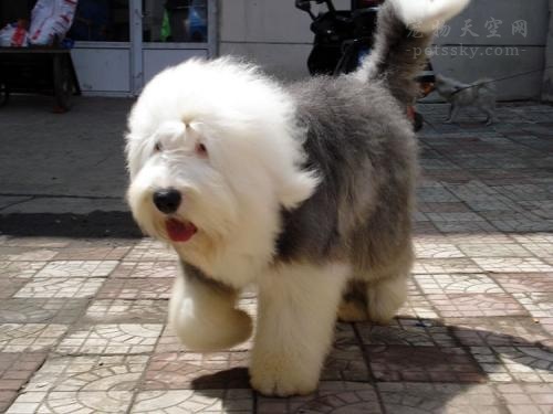 古牧好养,养古牧的关注事项