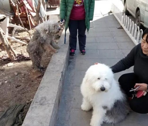 古牧好养,养古牧的关注事项