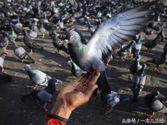 千万别“吃藕”丑，别跟我谈物种泛滥，在哥眼中你只是道菜！