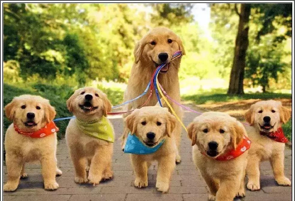 狗年了你知道狗的种类有哪些吗,忠诚的十种狗品种名字及图片