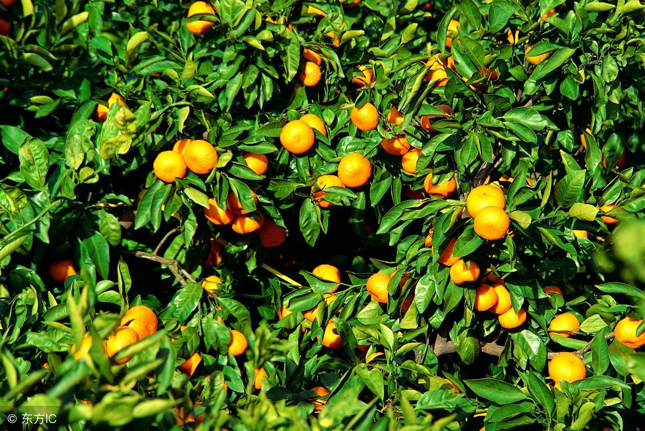 果树药害口诀及解决方法,果树产生药害有补救办法吗