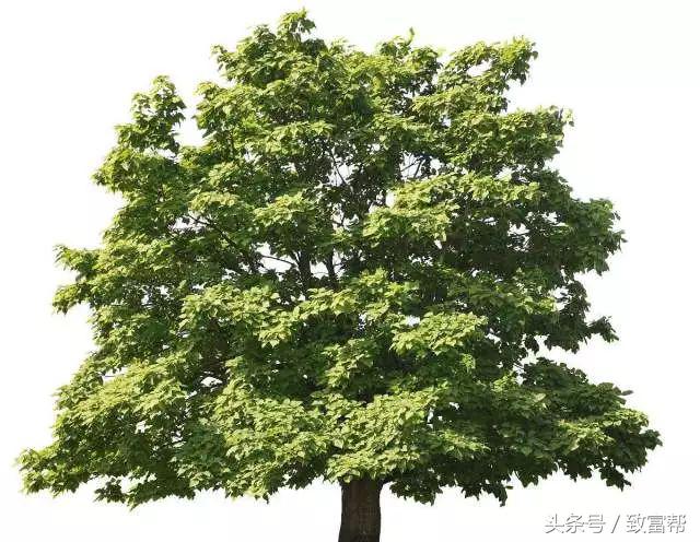 一周致富锦囊经典语录,四条致富指南请你用心收藏