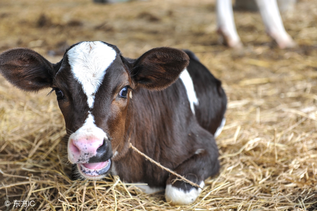 临产母牛犊牛死亡有什么症状,新生牛犊假死怎么治疗