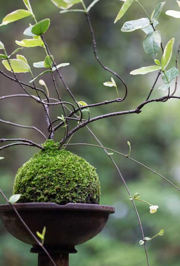苔藓球植物养殖方法,苔藓球种植方法视频
