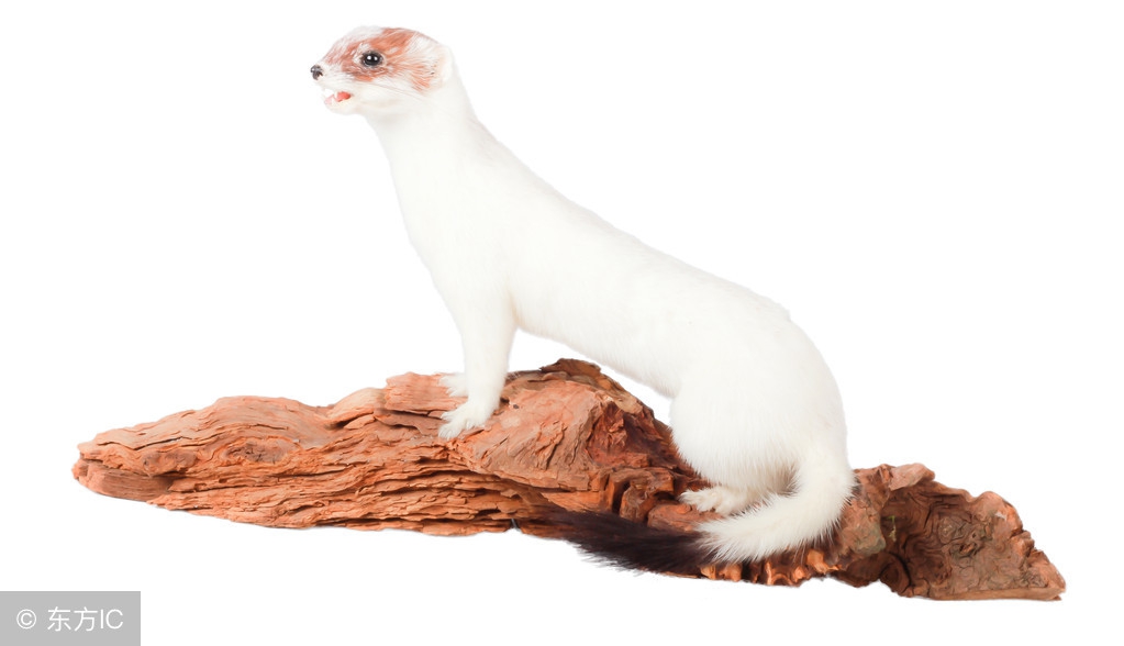 貂皮的好坏怎么辨别图片,如何区分貂皮质量好坏