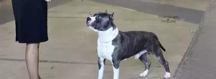 狗年了你知道狗的种类有哪些吗,忠诚的十种狗品种名字及图片