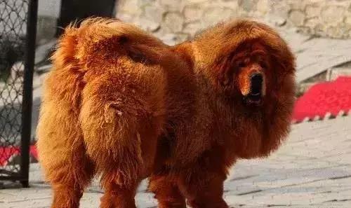 狗年了你知道狗的种类有哪些吗,忠诚的十种狗品种名字及图片