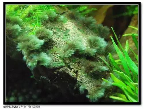 草缸藻类的处理方法,草缸的各种藻怎么处理