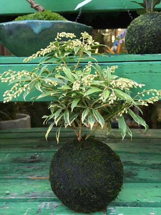 苔藓球植物养殖方法,苔藓球种植方法视频