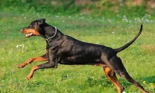 狗年了你知道狗的种类有哪些吗,忠诚的十种狗品种名字及图片