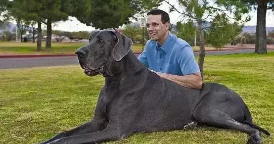 狗年了你知道狗的种类有哪些吗,忠诚的十种狗品种名字及图片