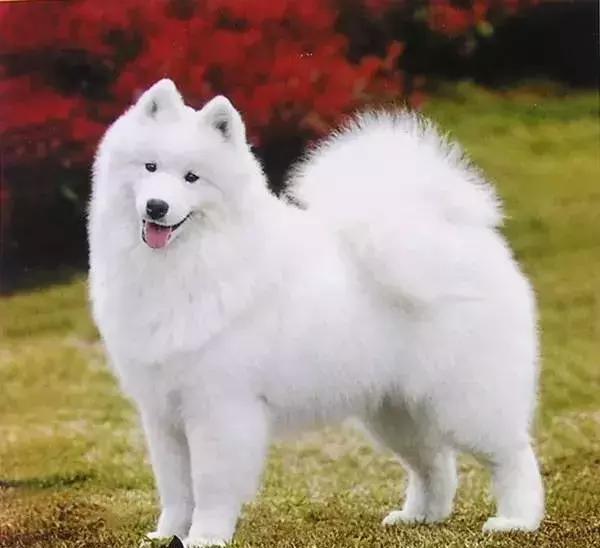 狗年了你知道狗的种类有哪些吗,忠诚的十种狗品种名字及图片