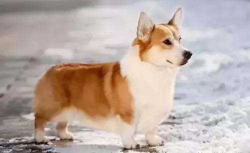 狗年了你知道狗的种类有哪些吗,忠诚的十种狗品种名字及图片