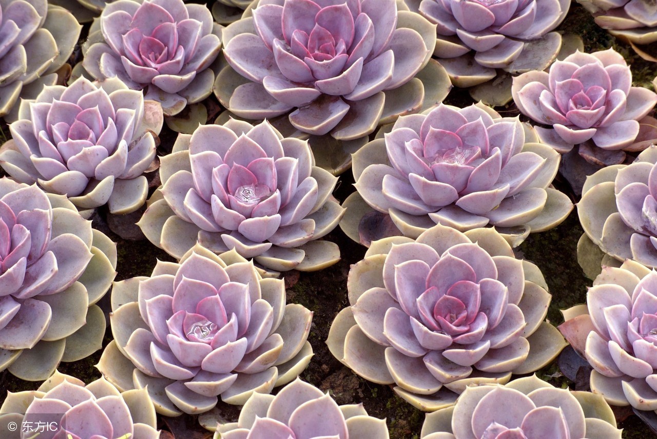 多肉植物冬天怎么养才能安全过冬,夏天多肉植物怎么养长得快也漂亮