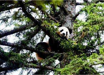 科普：生吃鸟屎营养丰富，用青蛙验孕？这些你没听过的冷知识！