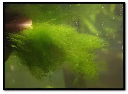 草缸藻类的处理方法,草缸的各种藻怎么处理