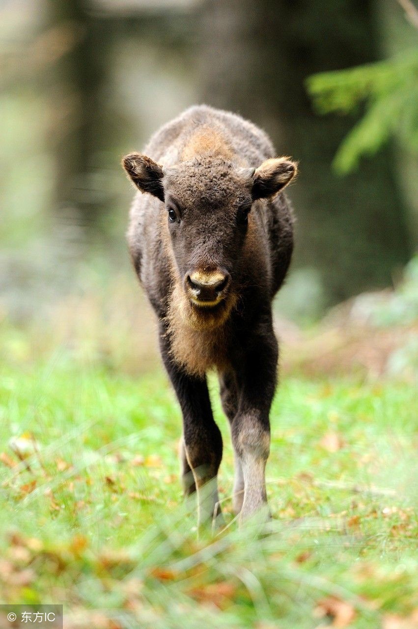 临产母牛犊牛死亡有什么症状,新生牛犊假死怎么治疗