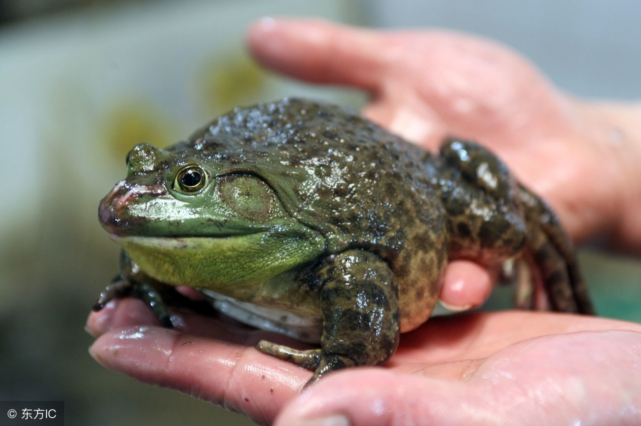 养牛蛙的前景和利润如何,养牛蛙到底赚不赚钱