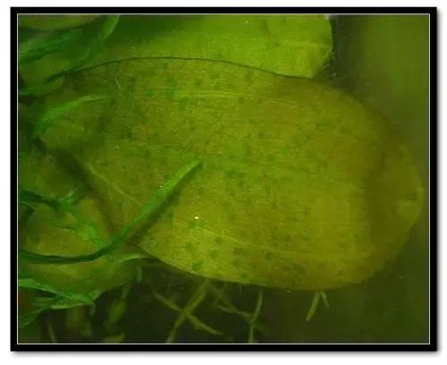 草缸藻类的处理方法,草缸的各种藻怎么处理