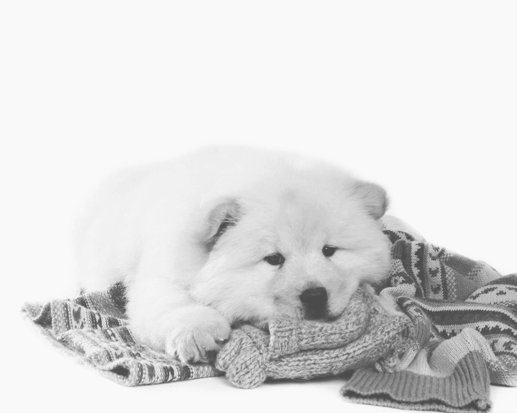 你觉得它的命运该是怎样的——《小松狮》…