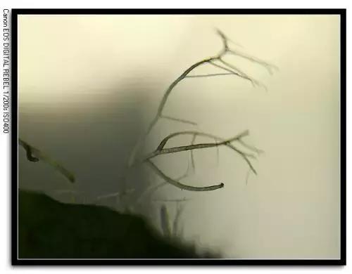 草缸藻类的处理方法,草缸的各种藻怎么处理