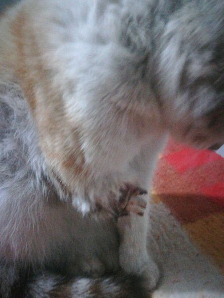 猫咪贪玩彻夜未归，主人深夜寻找，开门的那一刻忍不住哭了！