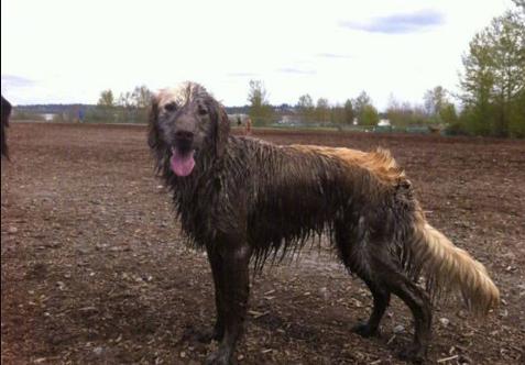 回到城市的狗子,回去过年的狗子