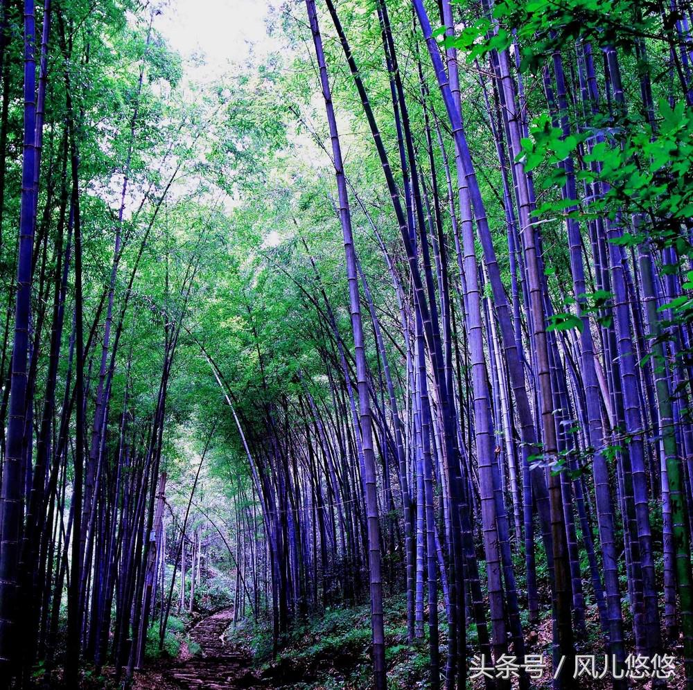 罗汉竹竹笋的功效与作用,毛竹麻竹箭竹楠竹的区别