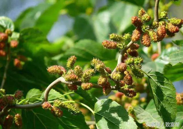 一周致富锦囊经典语录,四条致富指南请你用心收藏