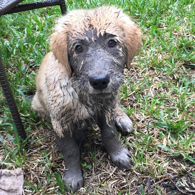 回到城市的狗子,回去过年的狗子