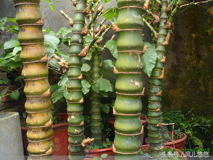 罗汉竹竹笋的功效与作用,毛竹麻竹箭竹楠竹的区别