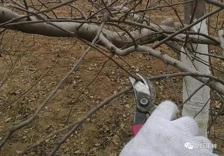 触手生春的释义,触手生春指什么生肖