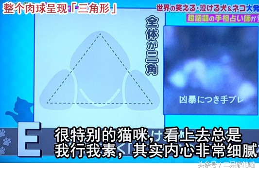 根据猫爪判断性格,怎样看猫咪的爪爪判断性格