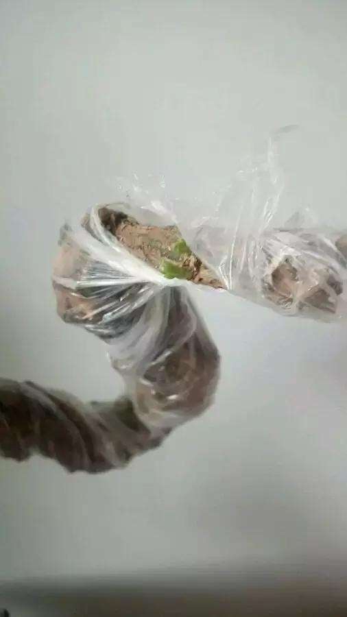 枸杞老根如何快速生根,怎样让枸杞老桩爆芽